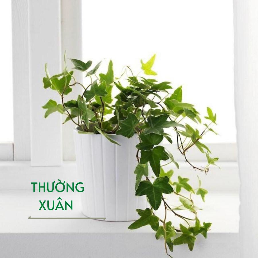 Cây thường xuân - cây nguyệt quế