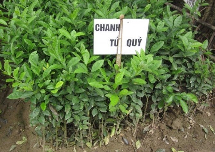 Cây giống chanh bốn mùa