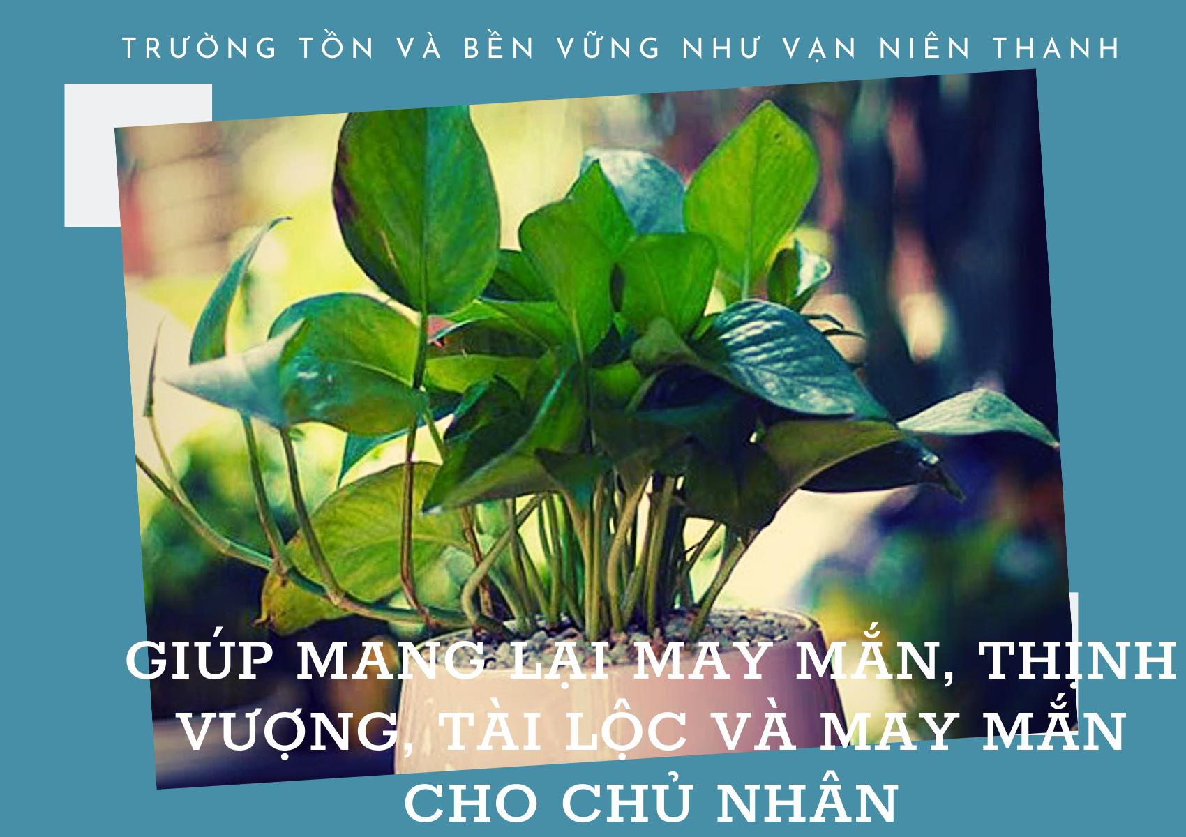 Vạn niên thanh ( trầu bà) để bàn